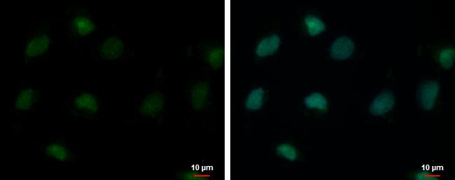 USP26 Antibody - BSA Free
