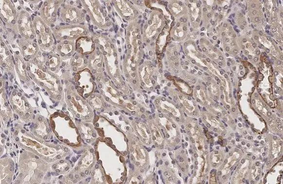 VEGF-C Antibody - BSA Free
