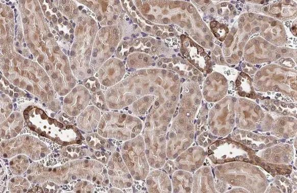 VEGF-C Antibody - BSA Free