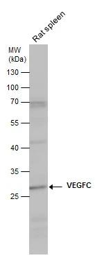VEGF-C Antibody - BSA Free