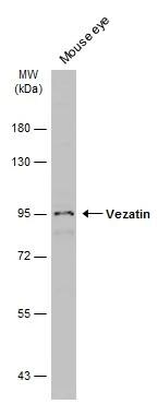 VEZT Antibody - BSA Free