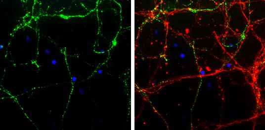 VIAAT/SLC32A1/VGAT Antibody - BSA Free