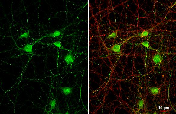 VIAAT/SLC32A1/VGAT Antibody - BSA Free