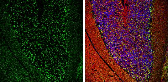 VIAAT/SLC32A1/VGAT Antibody - BSA Free