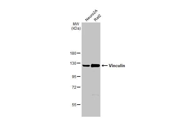 Vinculin Antibody - Azide Free