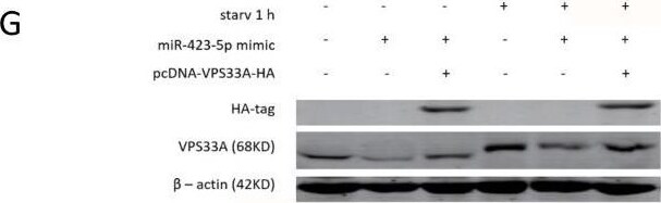 VPS33A Antibody