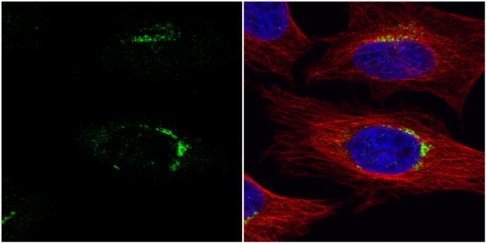 VPS33A Antibody - BSA Free