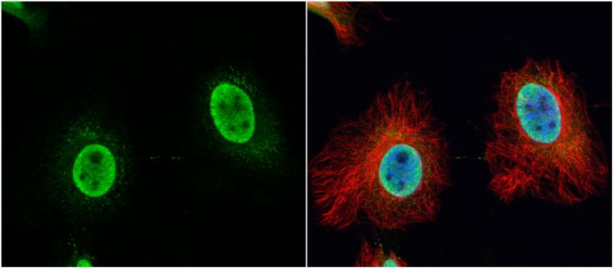 VPS4B Antibody - BSA Free