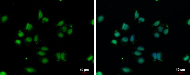 VPS4B Antibody - BSA Free