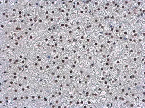 WBP11 Antibody - BSA Free