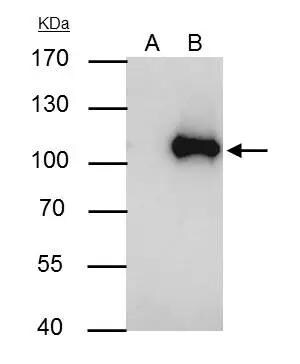 WBP11 Antibody - BSA Free