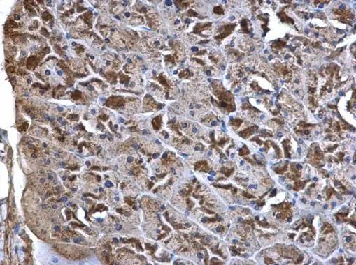 Wnt-7a Antibody