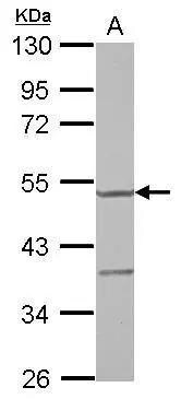 YARS2 Antibody