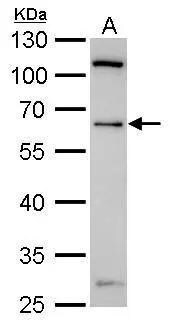 YY1 Antibody