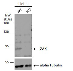 ZAK Antibody - BSA Free