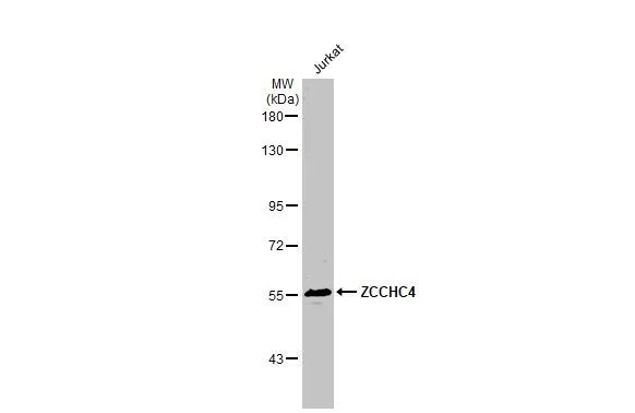 ZCCHC4 Antibody