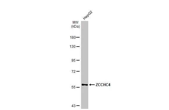 ZCCHC4 Antibody
