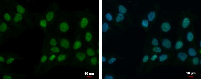 ZNF596 Antibody