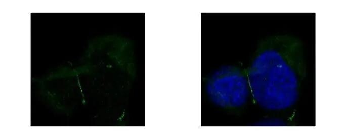 Tight Junction Protein 1 Antibody - BSA Free