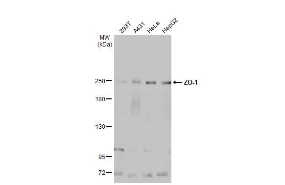 Tight Junction Protein 1 Antibody - BSA Free