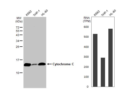 Cytochrome c Antibody