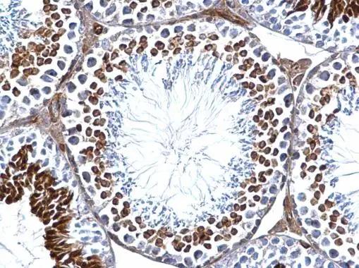 GEF-H1 Antibody - BSA Free