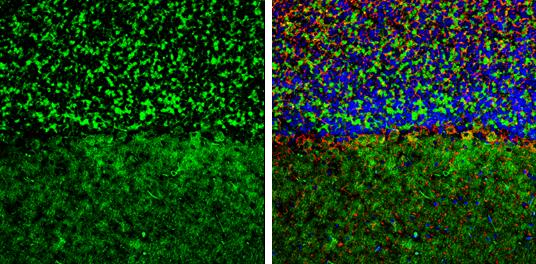 GEF-H1 Antibody - BSA Free