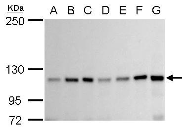 GEF-H1 Antibody - BSA Free