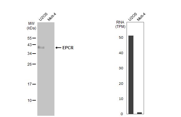 EPCR Antibody - BSA Free