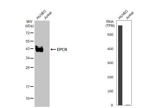 EPCR Antibody - BSA Free