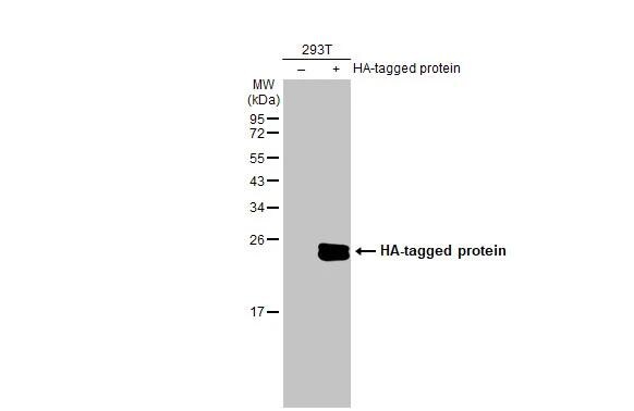 HA Tag Antibody