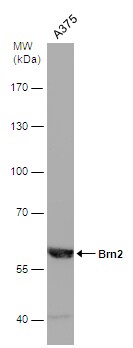 POU3F2/OCT7 Antibody