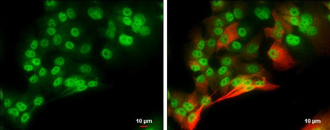 POU3F2/OCT7 Antibody