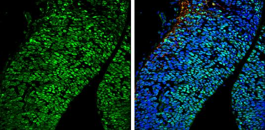 POU3F2/OCT7 Antibody