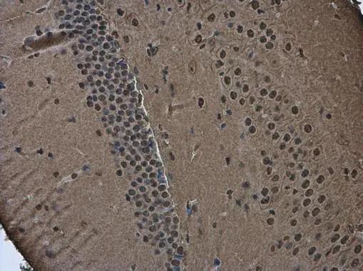POU3F2/OCT7 Antibody