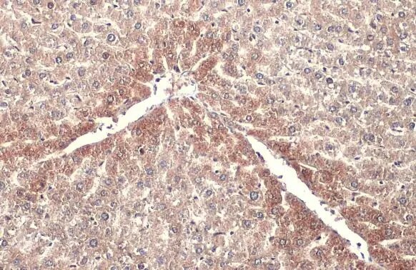 ABAT Antibody