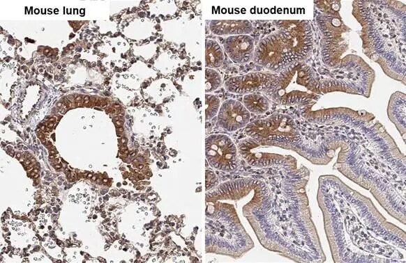 alpha Tubulin 4a Antibody