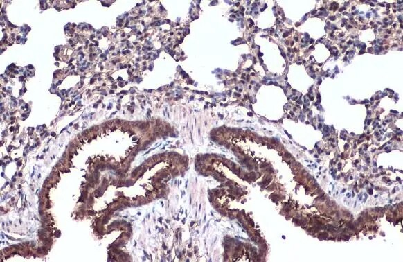 alpha Tubulin 4a Antibody