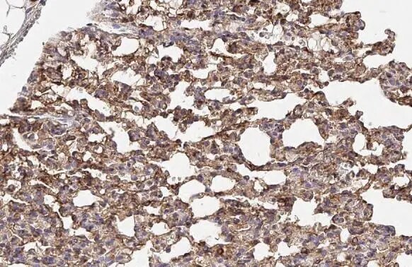 alpha Tubulin 4a Antibody