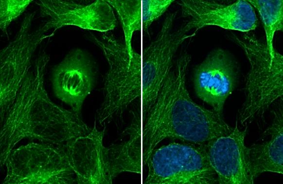 alpha Tubulin 4a Antibody - BSA Free