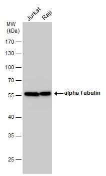 alpha Tubulin 4a Antibody - BSA Free