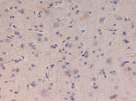 Kinesin 5B Antibody