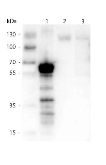 Kinesin 5B Antibody