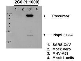Murine Hepatitis Virus A59 nsp9 Antibody (2C6.H1)