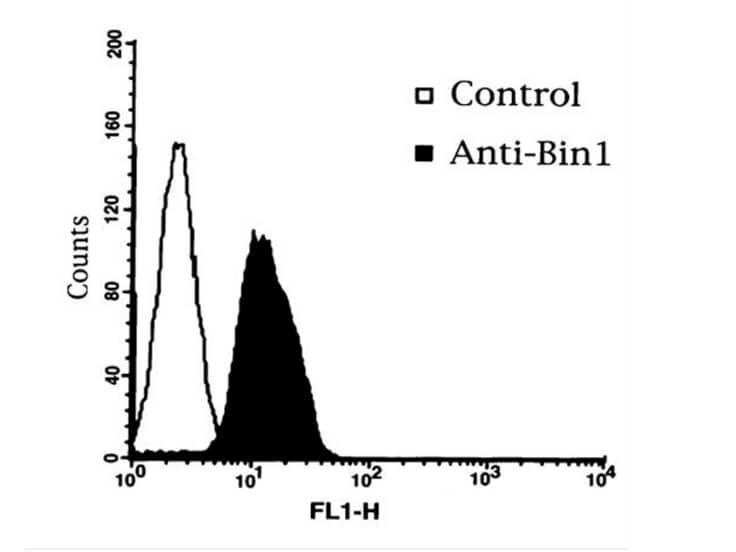 BIN1 Antibody (99D)