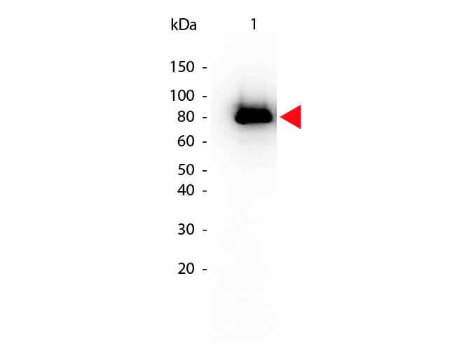 AKT1 [p Ser473] Antibody (17F6.B11) [Biotin]