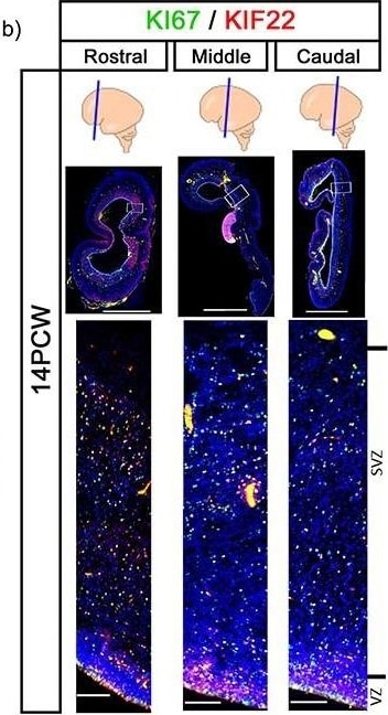 Ki67/MKI67 Antibody (8D5) - BSA Free
