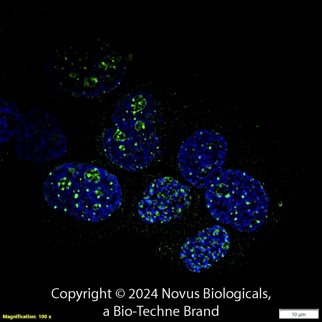 Ki67/MKI67 Antibody (8D5) [Alexa Fluor® 488]