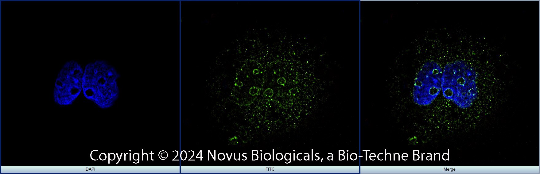 Ki67/MKI67 Antibody (8D5) [FITC]