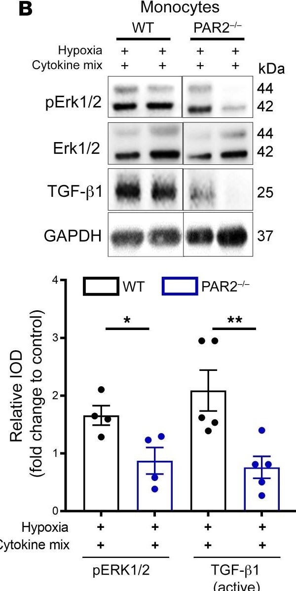 LAP (TGF-beta 1) Antibody (7F6) - BSA Free